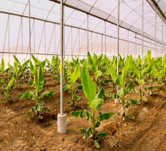 Green House Irrigation and Agronomy