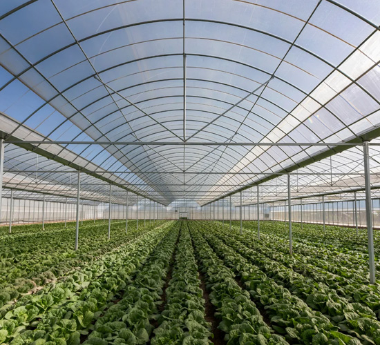 Turnkey Greenhouse Solutions